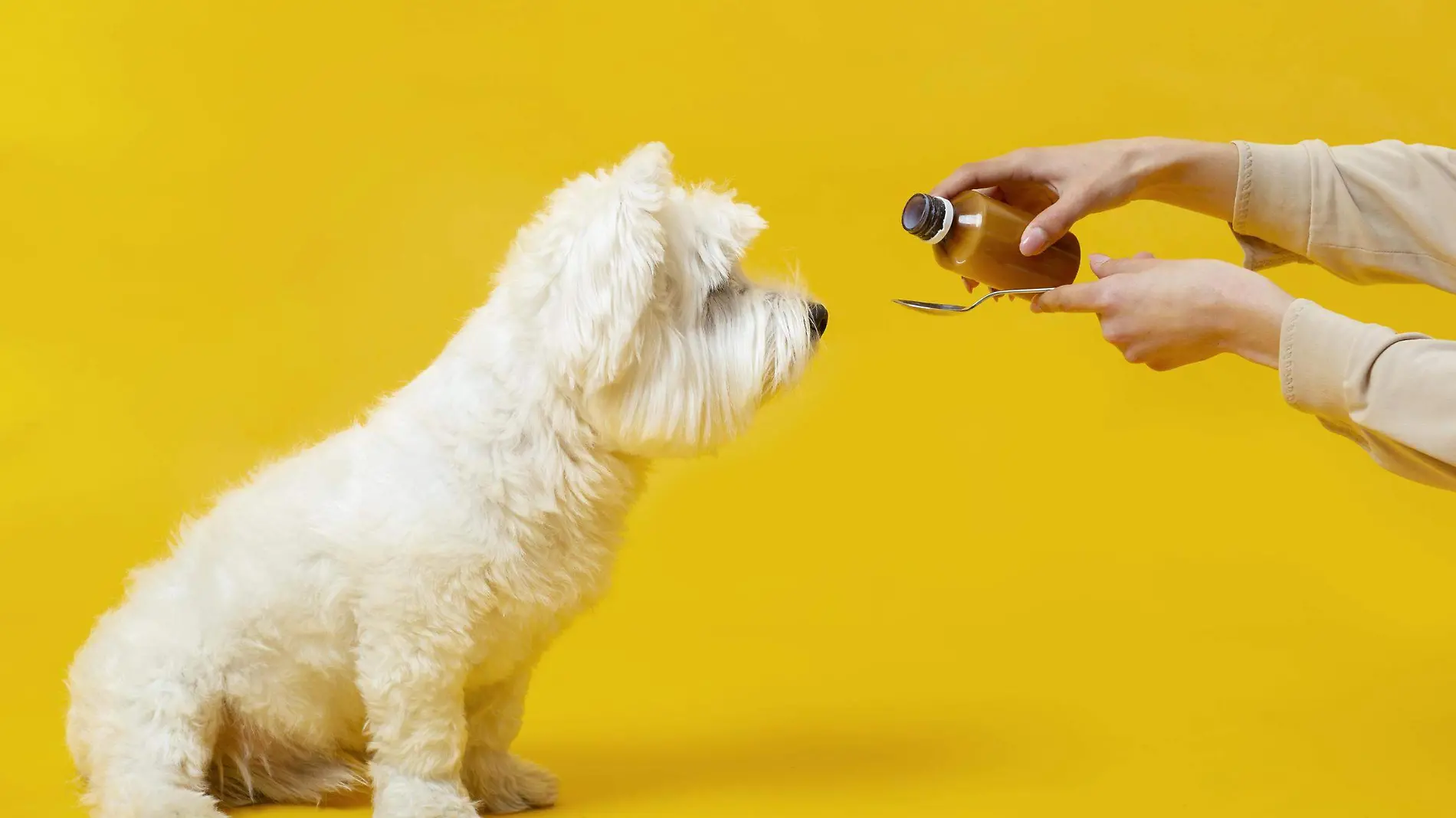 ¿Por qué no automedicar a tus mascotas?